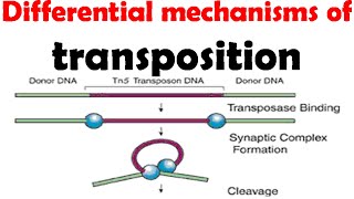 Different mechanisms of transposition [upl. by Ellehcyar876]