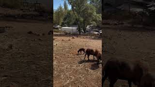 American Blackbelly Sheep [upl. by Luapleahcim]