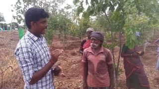 500 palm seeds planting  பனை விதைகள் நடும் முயற்சி [upl. by Eltsryk550]