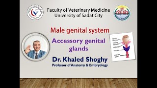 Male genital system 2 Accessory genital glands by Dr Khaled Shoghy [upl. by Terrijo]