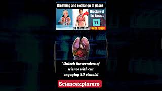 Breathing and exchange of gases Class 11th  biology neet ncert cbse [upl. by Arianie]