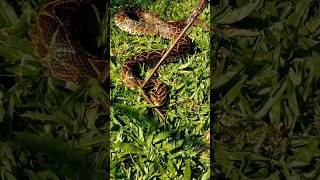 SERPIENTE 🐍 Venenosa  Yayarará de la Cruz shortvideo [upl. by Sema]