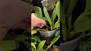 Cattleya orchid update plantastix [upl. by Niffirg]