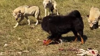 Tibetan mastiffs stopped wolves from entering the barn [upl. by Mord574]