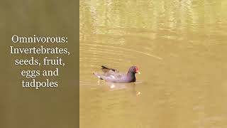 Common moorhen with call [upl. by Hsivat]