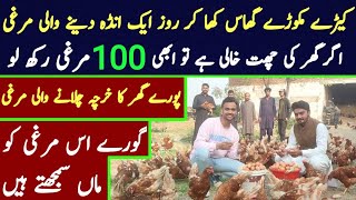 New Breed Of Hens In Pakistan And Amaizing farming With business idea in 2023 [upl. by Schwitzer]