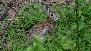 Eastern Cottontail Rabbit in distress amp sniffing [upl. by Akym367]