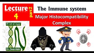 Major histocompatibility complexImmunology [upl. by Mellisa]