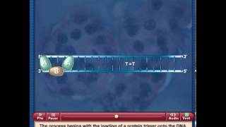 Nucleotide Excision Repair [upl. by Enahs]