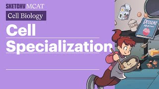 Cell Specialization Stages Potency amp Development Full Lesson  Sketchy MCAT [upl. by Offen254]