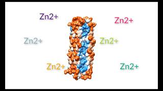 Dermcidin antimicrobial peptide [upl. by Connell313]