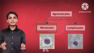 what is WBC  Leucocyte white blood cell [upl. by Irfan78]