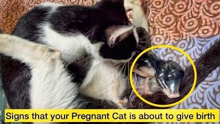 Signs your Cat Is in LaborCat Pre Labor Symptoms Pregnant cat giving birth pregnantcat cat [upl. by Nodababus]