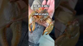 Thor VS Goliath Who will be king 👑 🦞creekfishing crawfish king ufc fighting [upl. by Nnyloj143]