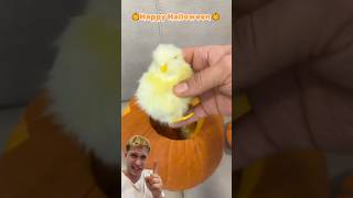 Ho trovato un cucciolo di pulcino dentro una zucca di Halloween e… [upl. by Nelag]