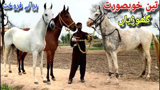 Desi Ghorian For sale  Horse For Sale in punjab [upl. by O'Kelly589]