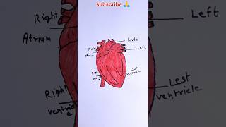 how to draw human heart diagram Heart Diagram class 8 to class 12 heart drawing shorts ytshorts [upl. by Peg936]