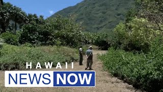 Kalaupapa park rangers on alert for destructive coconut rhinoceros beetle other invasive pests [upl. by Nations799]