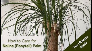 Ponytail Palm Care Tips and Tricks for a Thriving Nolina Palm Beaucarnea recurvata [upl. by Roe]