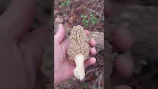 Morel Season 2024 [upl. by Naleek]