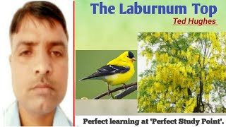 The Laburnum Top [upl. by Asirahc670]