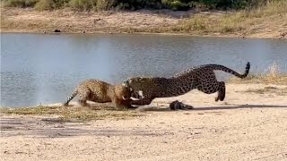 Leopard mother fights her cub [upl. by Lyns]