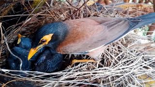 Common Myna Beautifully feeding her little baby in the nest EP31 [upl. by Annyahs]