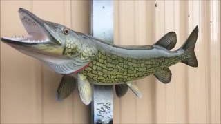 Chain Pickerel Fish Mount Replica by Coast to Coast Fish Mounts [upl. by Assirem]