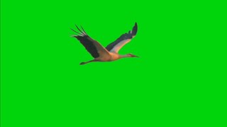 Stork Birds Flying Green Screen Animation Effect HD Video Footage  Chroma Key [upl. by Sadnac]