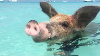 The Swimming pigs of Exuma [upl. by Dnalwor]