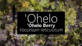 ʻOhelo ʻOhelo Berry Vaccinium reticulatum [upl. by Marih192]