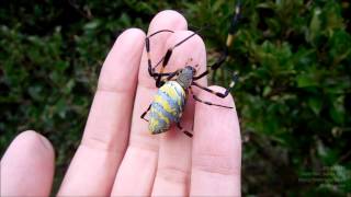 Jorō Spider Nephila Clavata on My Hand ジョロウグモを手にのせる [upl. by Kciregor]