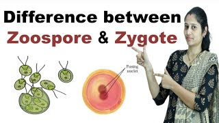 Difference between Zoospore and Zygote in Hindi [upl. by Oiracam]