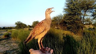 Teetar sound  gray partridge sound  female partridge voice  teetar awaz [upl. by Mencher44]