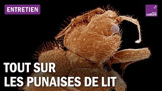 Tout comprendre sur les punaises de lit avec deux parasitologues [upl. by Atinniuq]