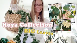 My Hoya Collection  Big Leaf or Large Leaves [upl. by Erin]