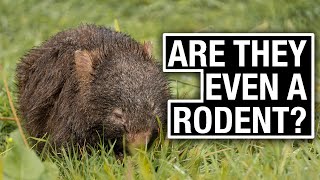 The WOMBAT Everything You Need to Know All Species Explained [upl. by Terryl]