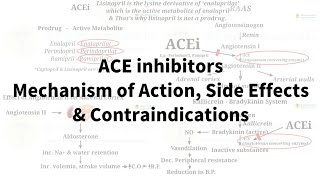 ACE inhibitors  Mechanism of action Side effects and Contraindications [upl. by Burger729]