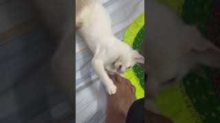 What is the cause of fear of cats excessive bite ✪ Funny Cats [upl. by Ivers116]