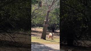 Dance of the Squirrel eurasier dog [upl. by Garibald940]