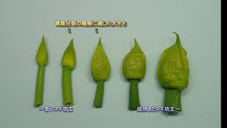 減数分裂の観察実験（ネギ坊主） 高校生物実験 [upl. by Nagar]