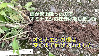 まるおの母 まるこの宿根草と低木の庭 2023 09 20 彼岸入りの庭は、☁️のち☀️ 昨日も沢山雨が降ったので、大株になったオミナエシの株分けに挑戦。株分けしたての花に、ツマグロヒョウモンが。 [upl. by Takeo539]