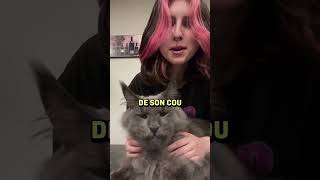 Parlons du Maine Coon la plus grande race de chat  mainecoon chat animaux [upl. by Carmelina61]