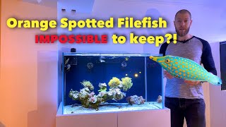 How to SUCCESSFULLY keep orange spotted file fish  Oxymonacanthus longirostris care guide [upl. by Htiekel463]