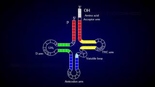 Structure of tRNA [upl. by Aia99]