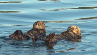 La semaine verte  Le retour « trop » bien réussi de la loutre de mer [upl. by Einwahs76]