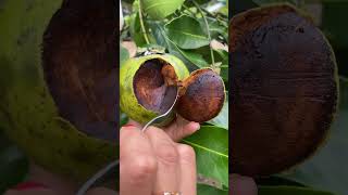 BLACKSAPOTE shortvideo [upl. by Airetak297]