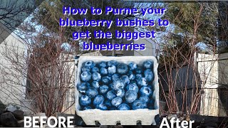 How to prune Blueberry Bushes [upl. by Adne]