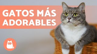 TOP 10 RAZAS de GATOS más BONITOS del MUNDO 🐱💕 [upl. by Montague]