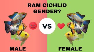 HOW TO IDENTIFY RAM CICHLID GENDER  Male or Female [upl. by Nicolella]